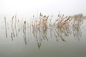 Image showing landscape with stems of reeds reflected in water