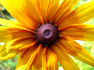 Image showing beautiful yellow flowe