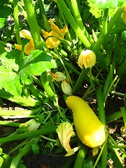 Image showing flowers and fruits of squashes