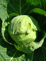 Image showing Big head of green cabbage