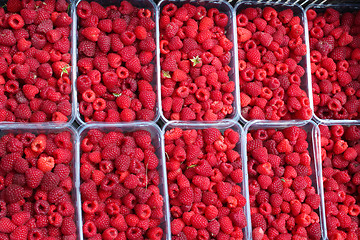 Image showing red berries of raspberry