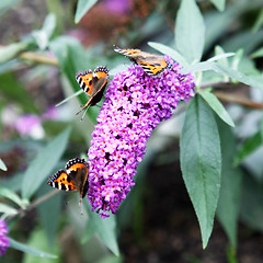 Image showing Butterfly Slide......