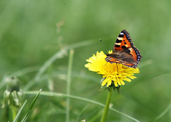 Image showing Butterfly on a Buttercup