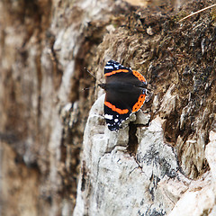 Image showing Butterfly on the Edge