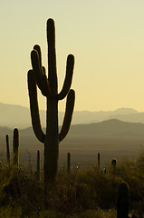 Image showing Saguaro national park