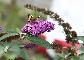 Image showing Butterfly