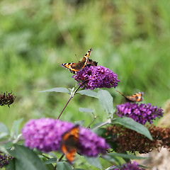 Image showing Butterfly