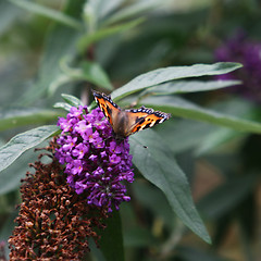 Image showing Butterfly