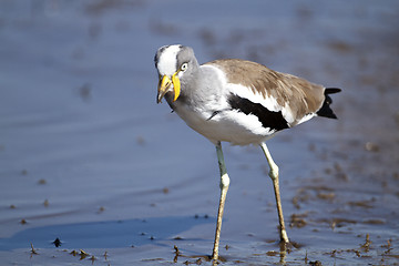 Image showing White Crowned Plover