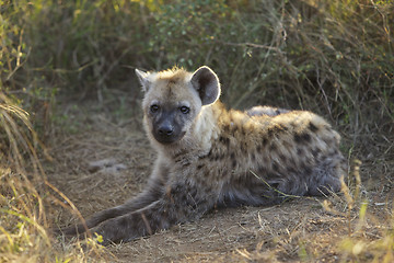 Image showing Cub, Hyaena