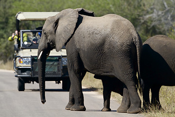 Image showing Elephants and tourist