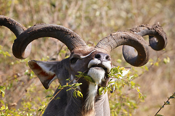 Image showing Kudu