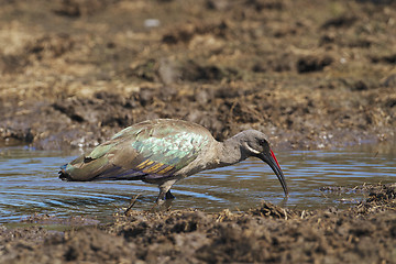 Image showing Hadeda ibis