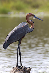 Image showing Goliath Heron