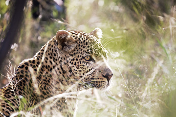 Image showing Leopard