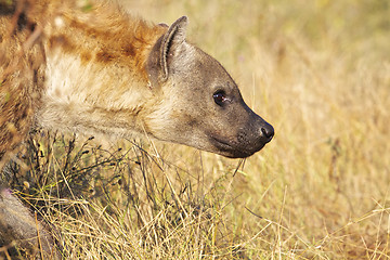 Image showing Spotted Hyaena