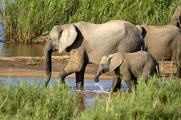 Image showing Elephants drinking