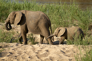 Image showing Elephants 