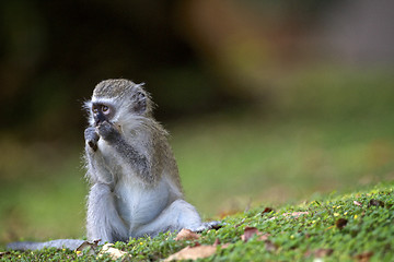 Image showing Baby monkey