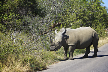 Image showing White Rhino
