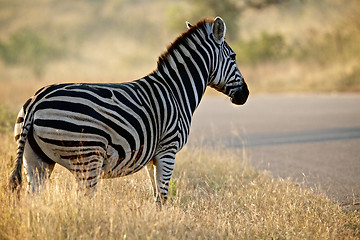 Image showing Zebra