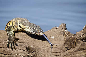 Image showing Water Leguaan