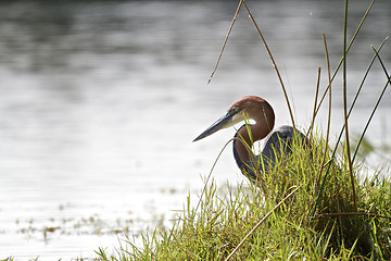 Image showing Goliath Heron