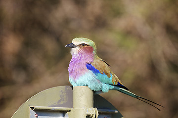 Image showing Lilac breasted roller