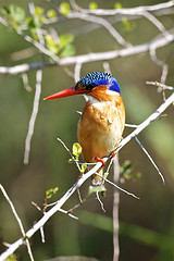 Image showing Malachite Kingfisher