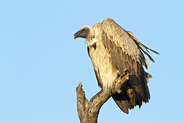 Image showing Vulture