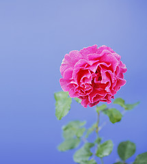 Image showing Rose