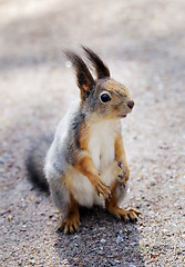 Image showing Squirrel