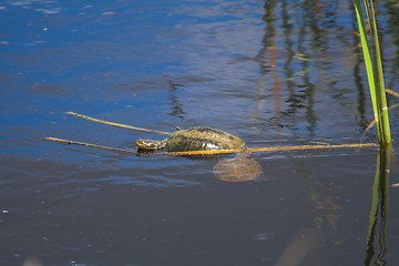 Image showing Mating Turtles