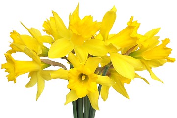 Image showing Daffodils