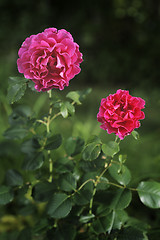 Image showing Roses