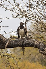 Image showing Martial Eagle