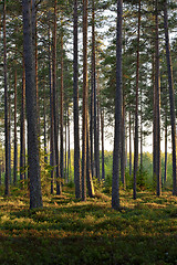 Image showing Forest