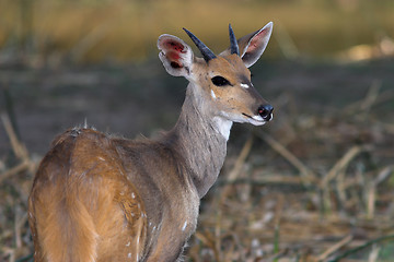 Image showing bushbuck