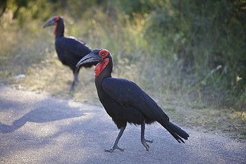 Image showing Southern Ground Hornbill