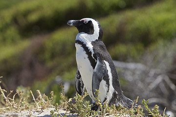 Image showing Penguin