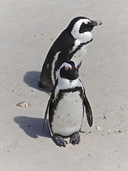 Image showing Penguins