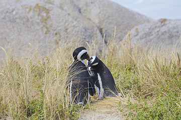 Image showing Penguins in love