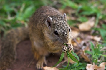 Image showing squirrel lunch