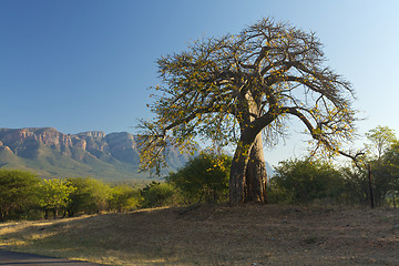 Image showing Baobab tree 