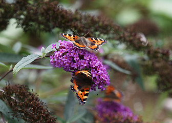 Image showing Butterfly