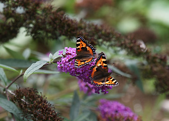 Image showing Monarchs