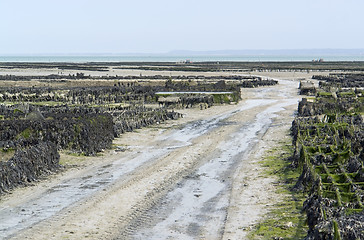 Image showing oyster beds at Cancale