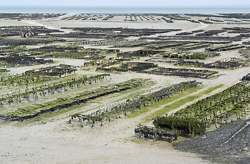 Image showing oyster beds at Cancale