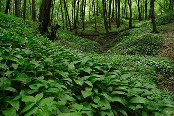 Image showing green forest