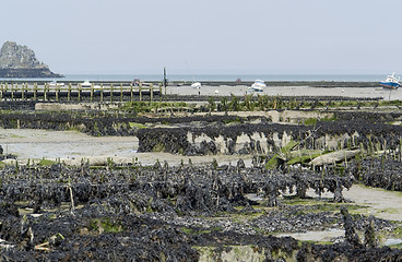 Image showing oyster beds at Cancale